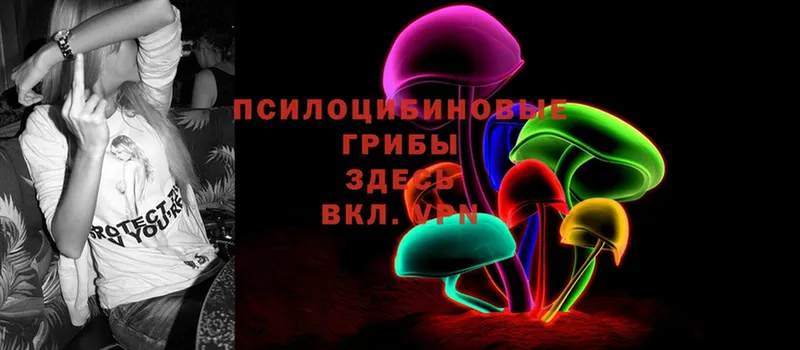 наркотики  Андреаполь  Псилоцибиновые грибы Psilocybe 